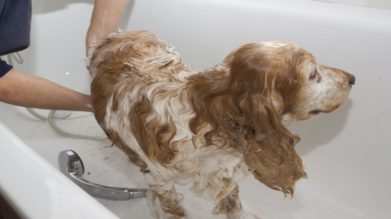 The Best Dog Bathing Services in Denver Can Take Care of Things, So You Don’t Have To