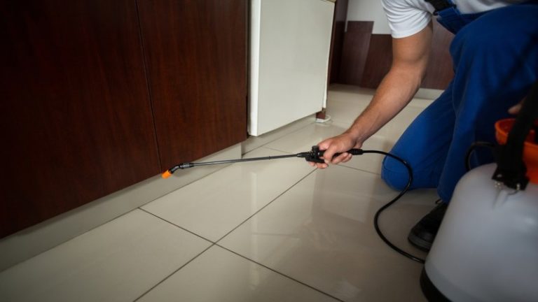 Effective Approaches for Dealing with White Ants