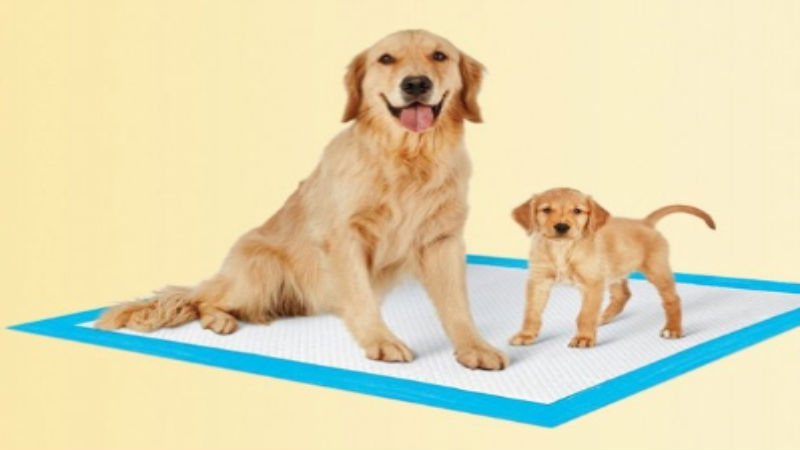 The Importance of Puppy Toilet Training Pads for a Clean and Happy Home