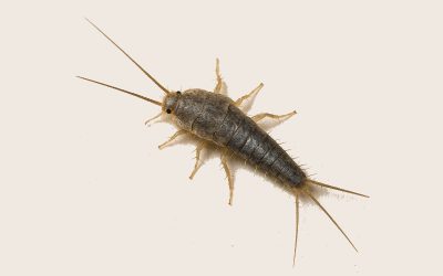 Simple Home Solutions for Silverfish Control That Keep Your Spaces Bug Free