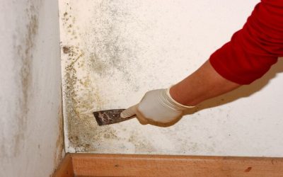 Protect Your Workplace Health with a Reliable Commercial Mold Testing Service in Madison, WI